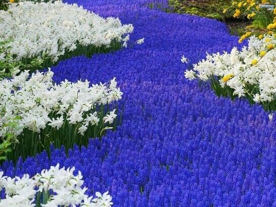 MUSCARI ARMENIACUM~GRAPE HYACINTHS~FLOWER BULBS FRAGRANT PERENNIAL SPRING BLOOMS