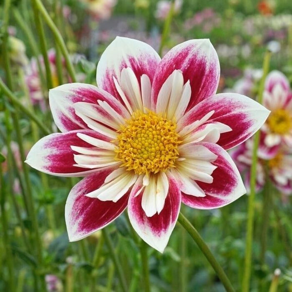 FASHION MONGER DAHLIA! - Clumps of Tubers - Stunning Collarette Type - Pre-order