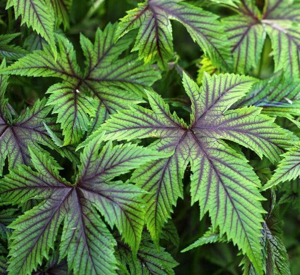 FILIPENDULA 'RED UMBRELLAS'~HARDY PERENNIAL PLANT~PARTIAL SHADE~AWESOME FOLIAGE!