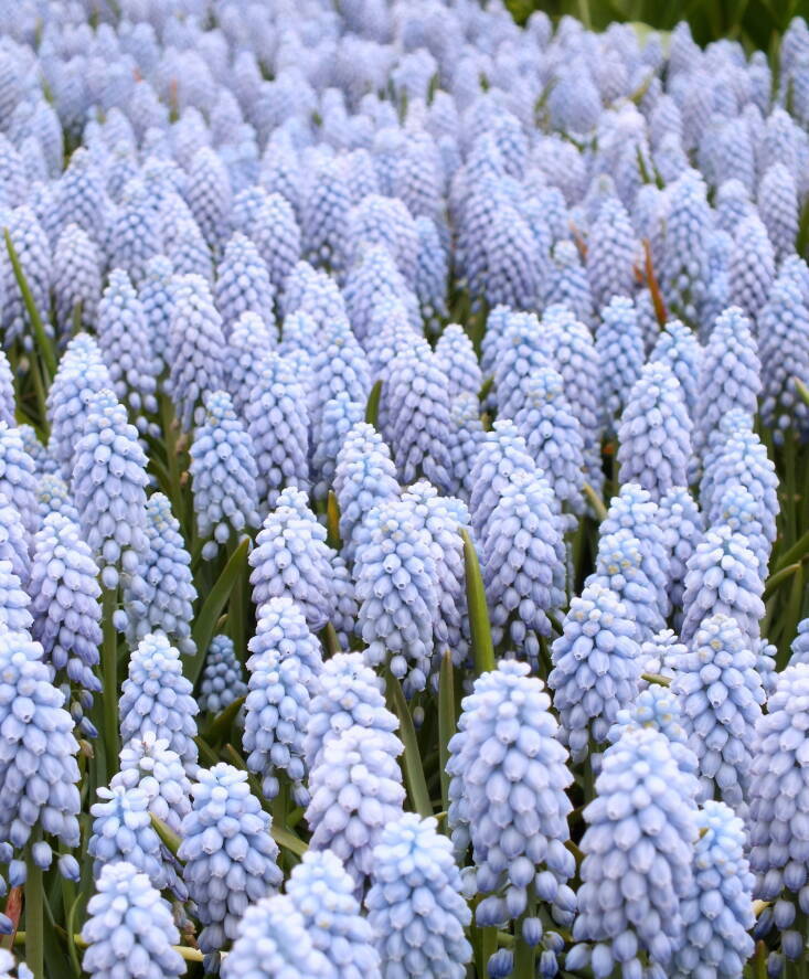 MUSCARI POWDER BLUE~GRAPE HYACINTHS~FLOWER BULBS FRAGRANT PERENNIAL SPRING BLOOM