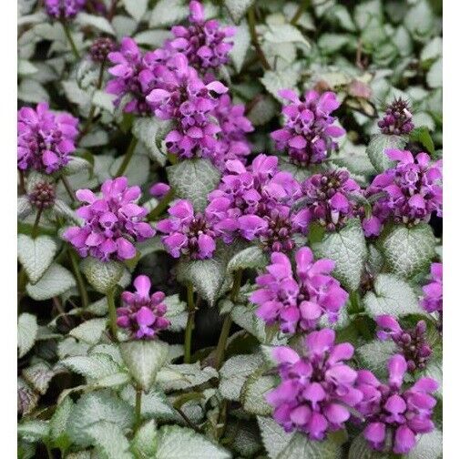 LAMIUM~PURPLE DRAGON~LIVE PLANT~SILVERY GREEN/WHITE GROUND COVER HARDY PERENNIAL