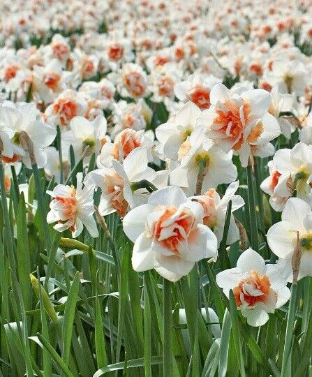 NARCISSUS 'REPLETE' HARDY FLOWER BULBS FARGRANT DOUBLE DAFFODILS SPRING GARDEN!!
