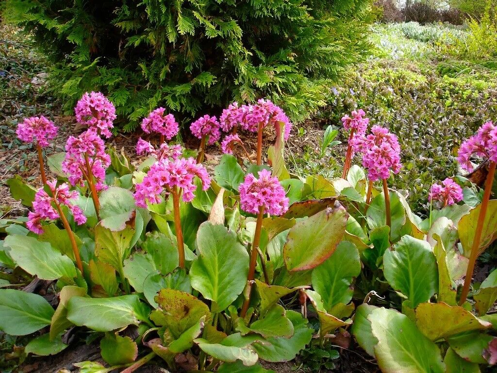 BERGENIA~WINTERGLOW~PIGSQUEAK SHADE PERENNIAL FLOWERS HARDY LIVE BARE ROOT PLANT