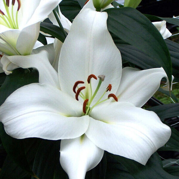 ZEMBESI TREE LILY FLOWER BULBS HARDY 4-8 FT. TALL GIANT FRAGRANT BLOOMS 16/18cm!