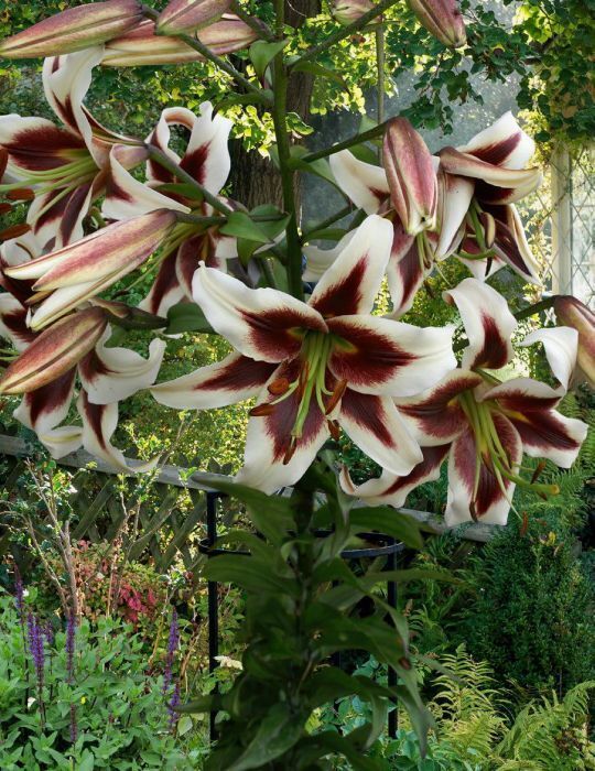 BEVERLY DREAMS TREE LILY FLOWER BULBS HARDY 4-8 FT. TALL GIANT FRAGRANT BLOOMS!!