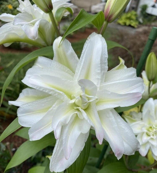 ROMONA ROSE LILY FLOWER BULBS HARDY 2 FEET TALL FRAGRANT BLOOMS DOUBLE ORIENTAL