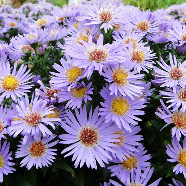 ASTER~WOODS BLUE~LIVE PLANT~HARDY PERENNIAL FLOWERS~LATE-SUMMER THRU FALL BLOOM!