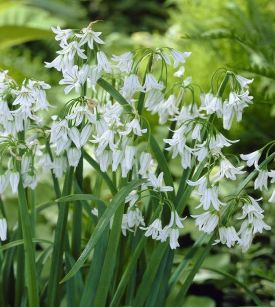 ALLIUM~TRIQUETRUM~FLOWER BULBS~THREE CORNERED GARLIC~ORNAMENTAL LEEKS ONIONS
