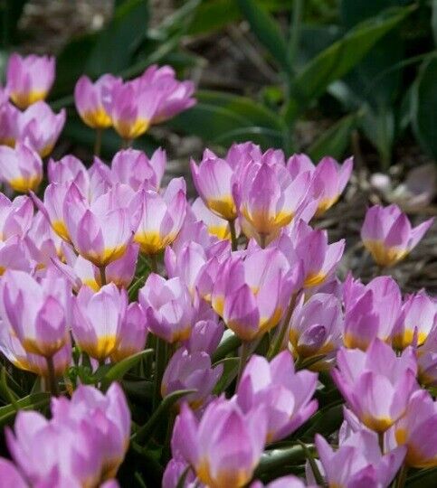LILAC WONDER~TULIP BULBS~TRUE HARDY PERENNIAL PLANTS PLANT NOW FOR SPRING FLOWER