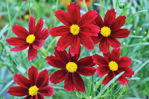COREOPSIS LI'L BANG~RED ELF~LIVE PLANT HARDY PERENNIAL FLOWERS SUMMER THRU FALL!