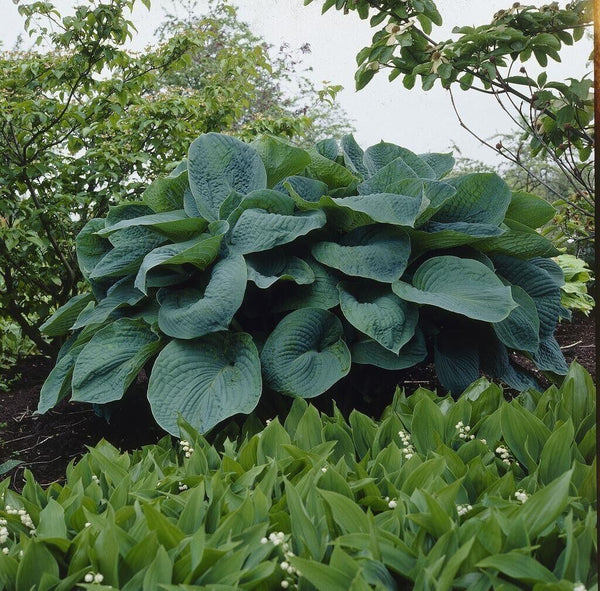 HOSTA 'BIG DADDY' HARDY PERENNIAL SHADE PLANT BEST BIG BLUE LEAF PLANTAIN LILY