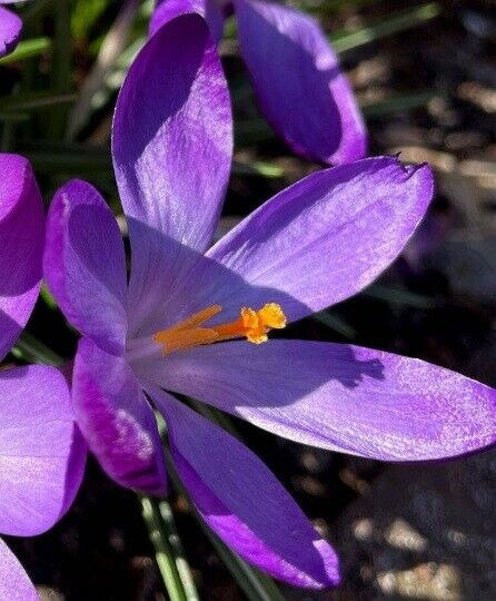 RUBY GIANT~CROCUS~PERENNIAL FLOWER BULBS PLANT NOW FOR EARLY SPRING FLOWERS~EASY