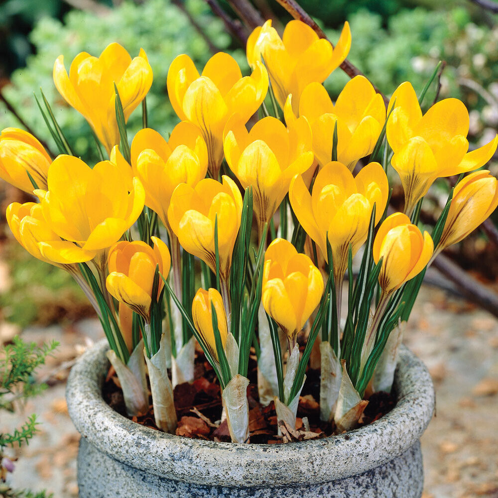 GIANT YELLOW~CROCUS VERNUS~FLOWER BULBS FOR SUNNY GARDEN PERENNIAL SPRING FLOWER