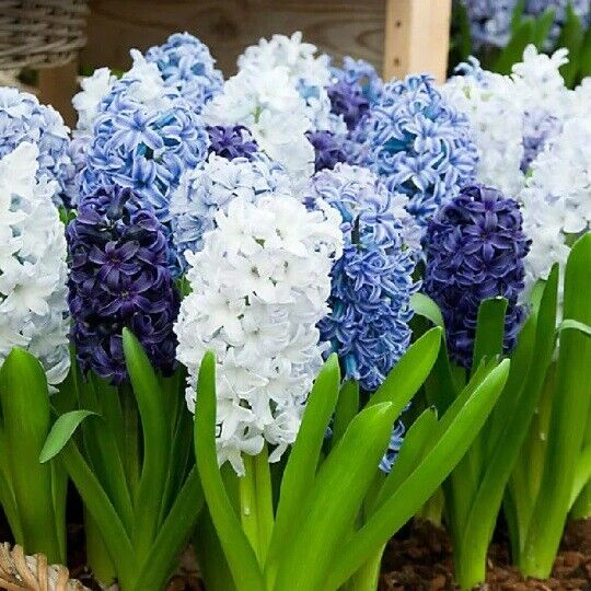HYACINTH~THE BLUES MIX~JUMBO SIZE FLOWER BULBS POWERFULLY FRAGRANT SPRING BLOOMS