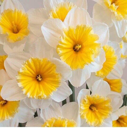 NARCISSUS 'SLIM WHITMAN' HARDY FLOWER BULBS LARGE FRAGRANT DAFFODILS PLANT NOW!