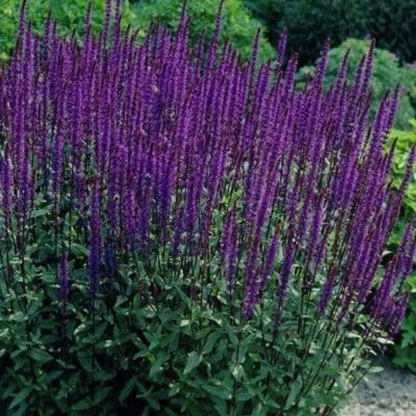 SALVIA NEMOROSA~CARADONNA~DARK PURPLE SAGE PLANTS AROMATIC HARDY PERENNIAL FUN!!