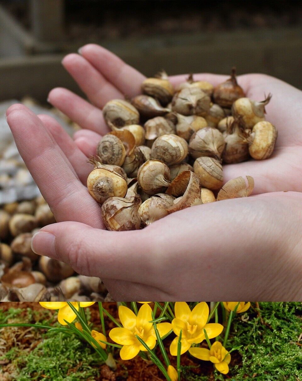 SNOW CROCUS FLOWER BULBS~RAINBOW MIX~YARD AND GARDEN PERENNIAL SPRING FLOWERS!!!