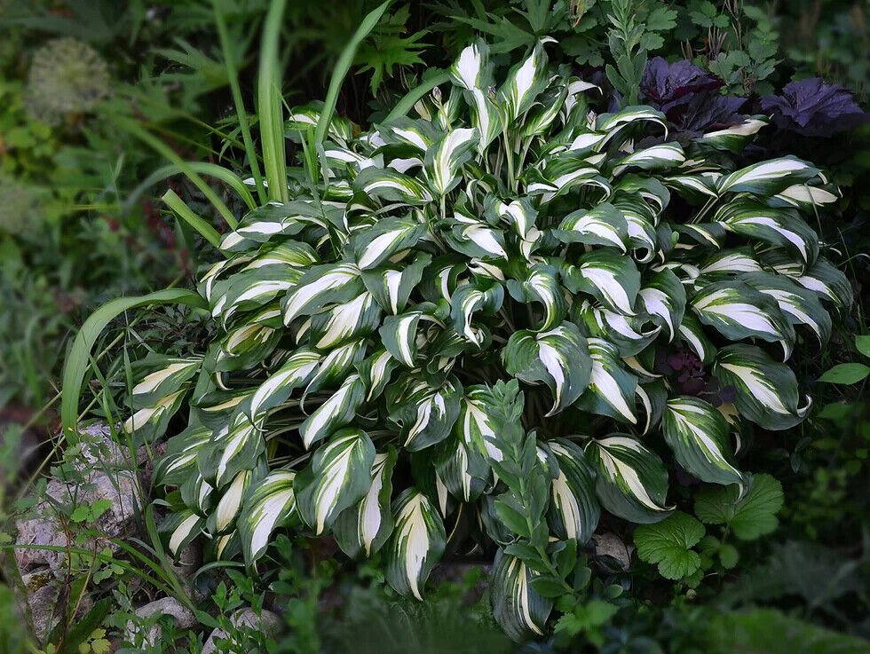 HOSTA~MEDIOVARIEGATA~PERENNIAL SHADE PLANT FOCAL POINT LAVENDER HUMMINGBIRD LILY