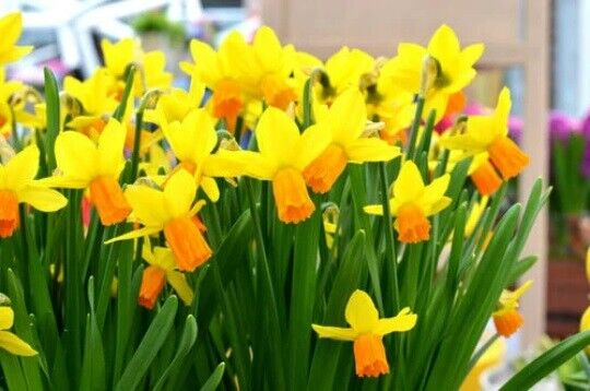 NARCISSUS 'JETFIRE' DAFFODIL FLOWER BULBS FRAGRANT MINIATURE UNIQUE SPRING BLOOM