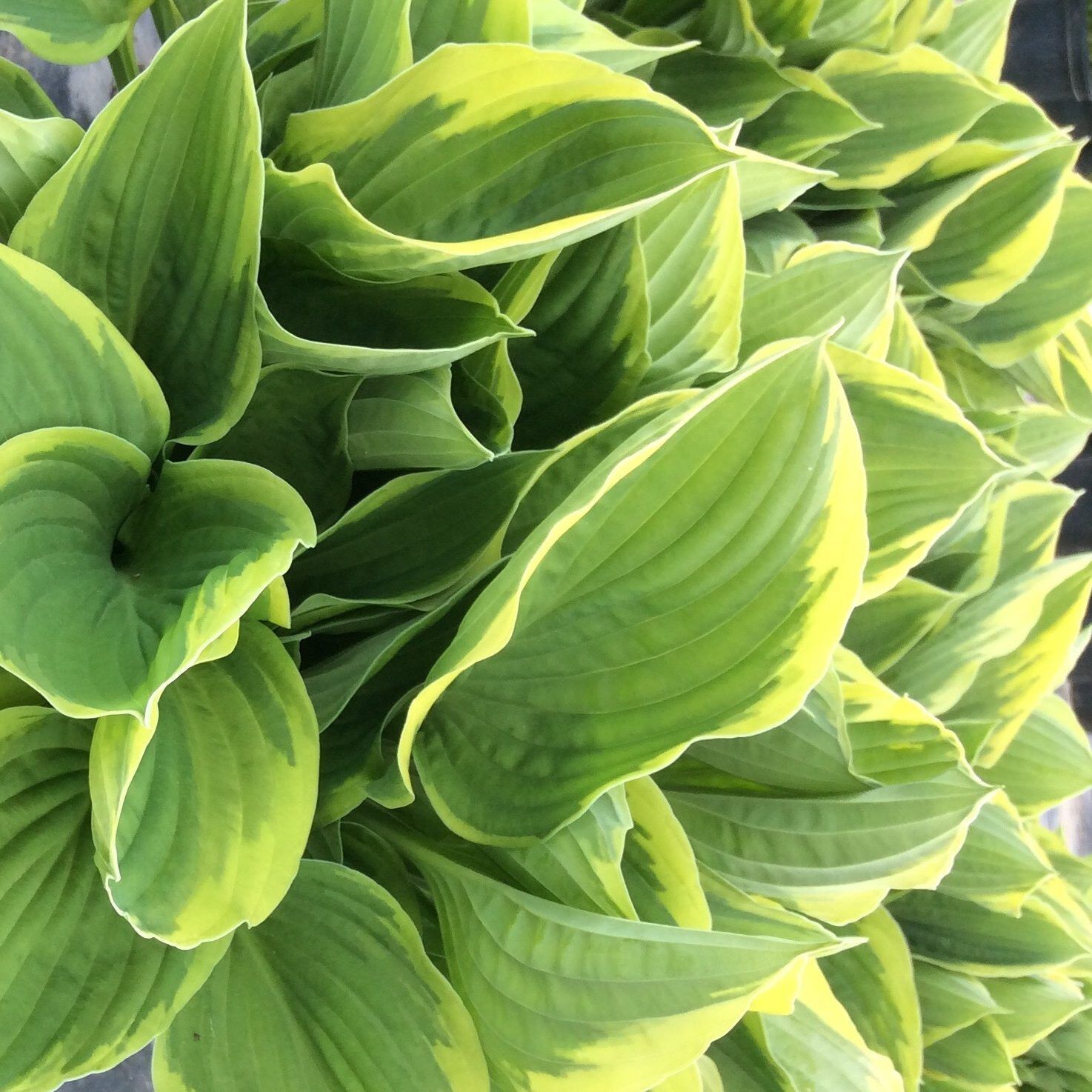 HOSTA~GOLDEN CROWN~PERENNIAL SHADE PLANT GOLD EDGED PLANTAIN LILY HUMMINGBIRDS!!
