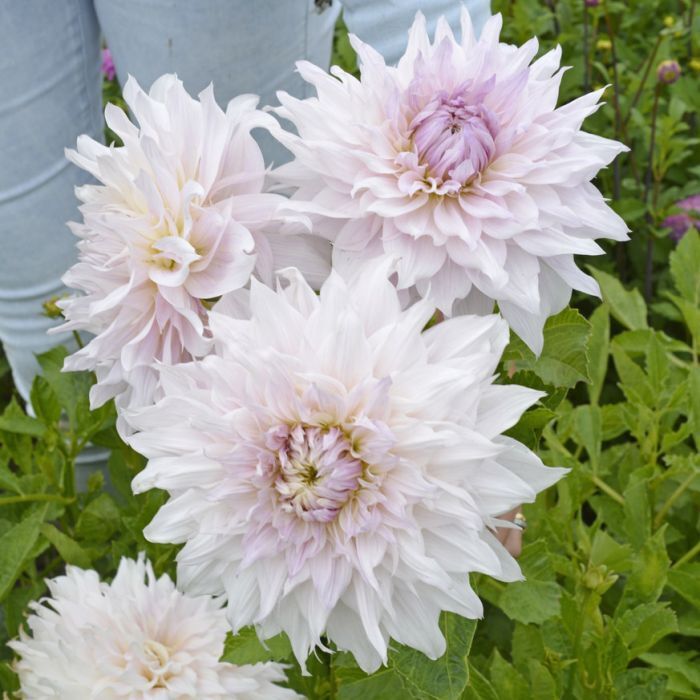 PICK YOUR DAHLIA! - Clumps of Tubers - Premium Dinnerplate Types - Pre-order