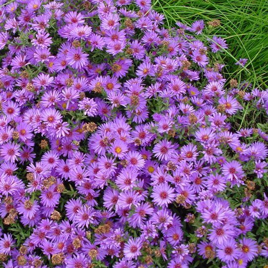 ASTER~WOODS PURPLE~LIVE PLANT~HARDY PERENNIAL FLOWERS~LATE-SUMMER THRU FALL BLM!