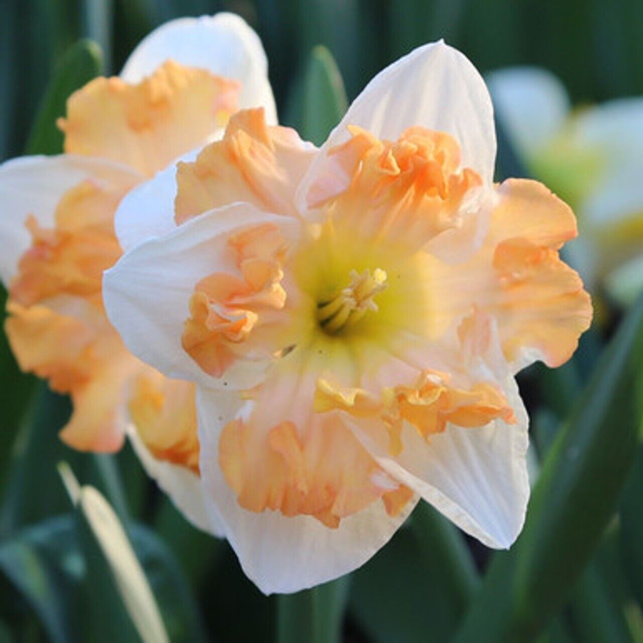 NARCISSUS 'CUM LAUDE' HARDY FLOWER BULBS FRAGRANT DAFFODILS PLANT NOW FOR SPRING