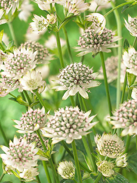 ASTRANTIA~MASTERWORT~STAR OF BILLIONS-OR-STAR OF FIRE~PICK YOUR COLOR OR BOTH!!!