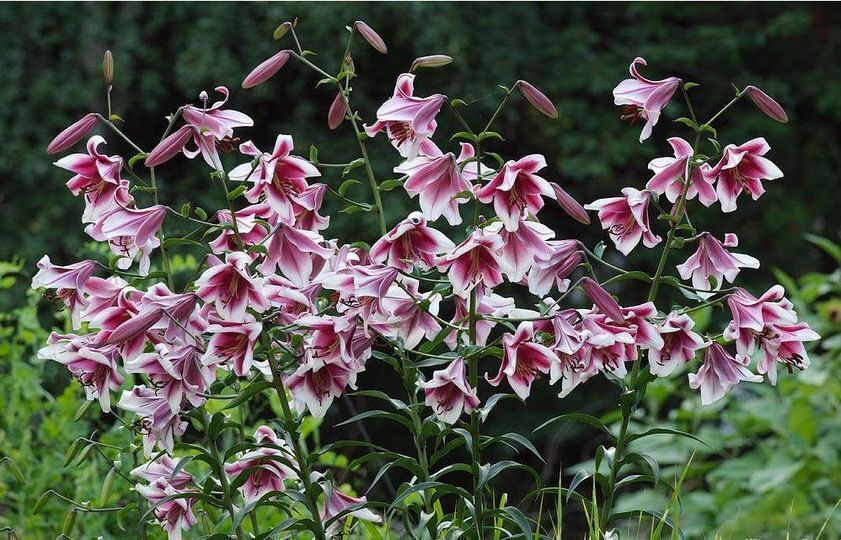 SILK ROAD~TREE LILY~FLOWER BULBS~HARDY~4-8 FT. TALL GIANT~INTOXICATING FRAGRANCE