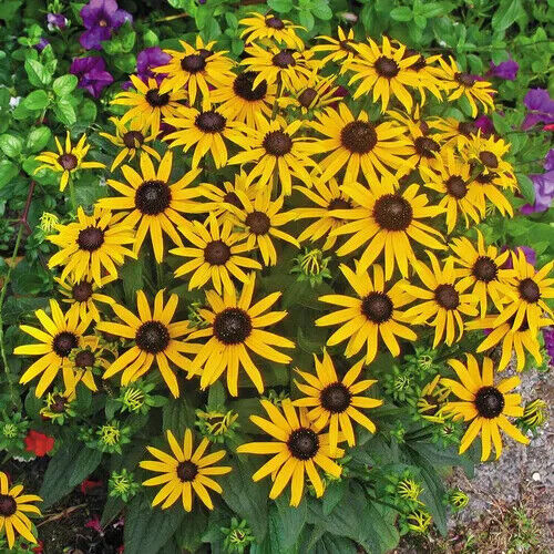 RUDBECKIA~LITTLE GOLDSTAR~DWARF BLACK EYED SUSAN PLANT HARDY PERENNIAL FLOWERS!!