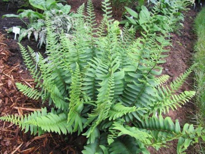 PICK YOUR FERN - 8 Different Varieties to Choose From SHADE #1 Bare Roots Plants