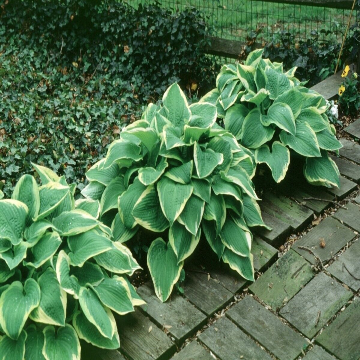 HOSTA~GOLDEN CROWN~PERENNIAL SHADE PLANT GOLD EDGED PLANTAIN LILY HUMMINGBIRDS!!