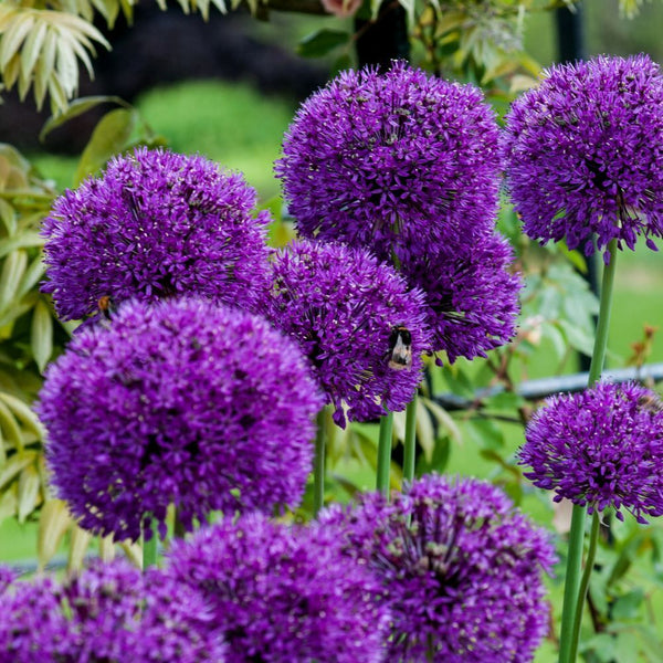ALLIUM~PURPLE SENSATION~FLOWER BULBS~ORNAMENTAL ONIONS GARLIC LEEKS~PERENNIAL!!!