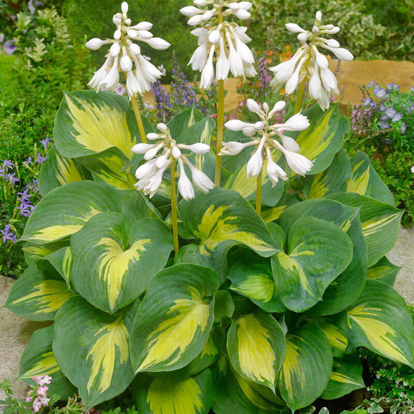 HOSTA~BEACH BOY~PERENNIAL SHADE PLANT TWO-TONE FOLIAGE LAVENDER HUMMINGBIRD LILY