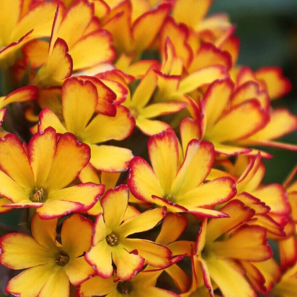 PRIMULA~OAKLEAF YELLOW PICOTEE~PERENNIAL PRIMROSE PLANT HARDY ZONE:4-8 PT. SHADE