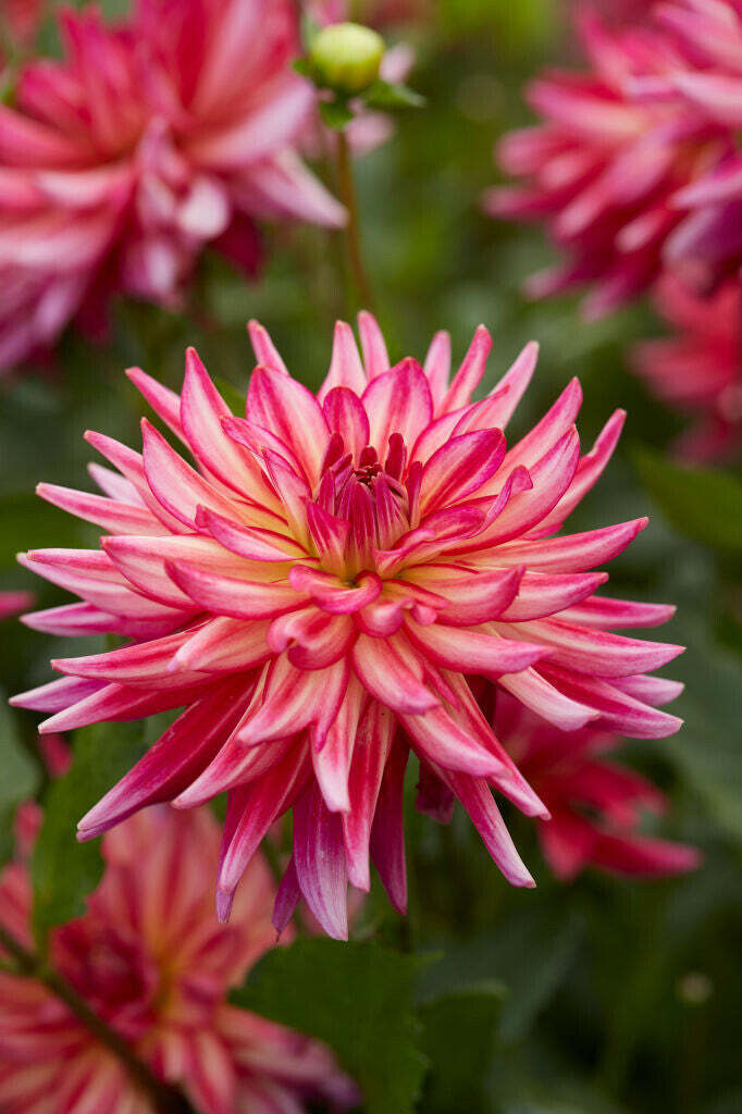 PICK YOUR DAHLIA! - Clumps of Tubers - Premium Dinnerplate Types - Pre-order