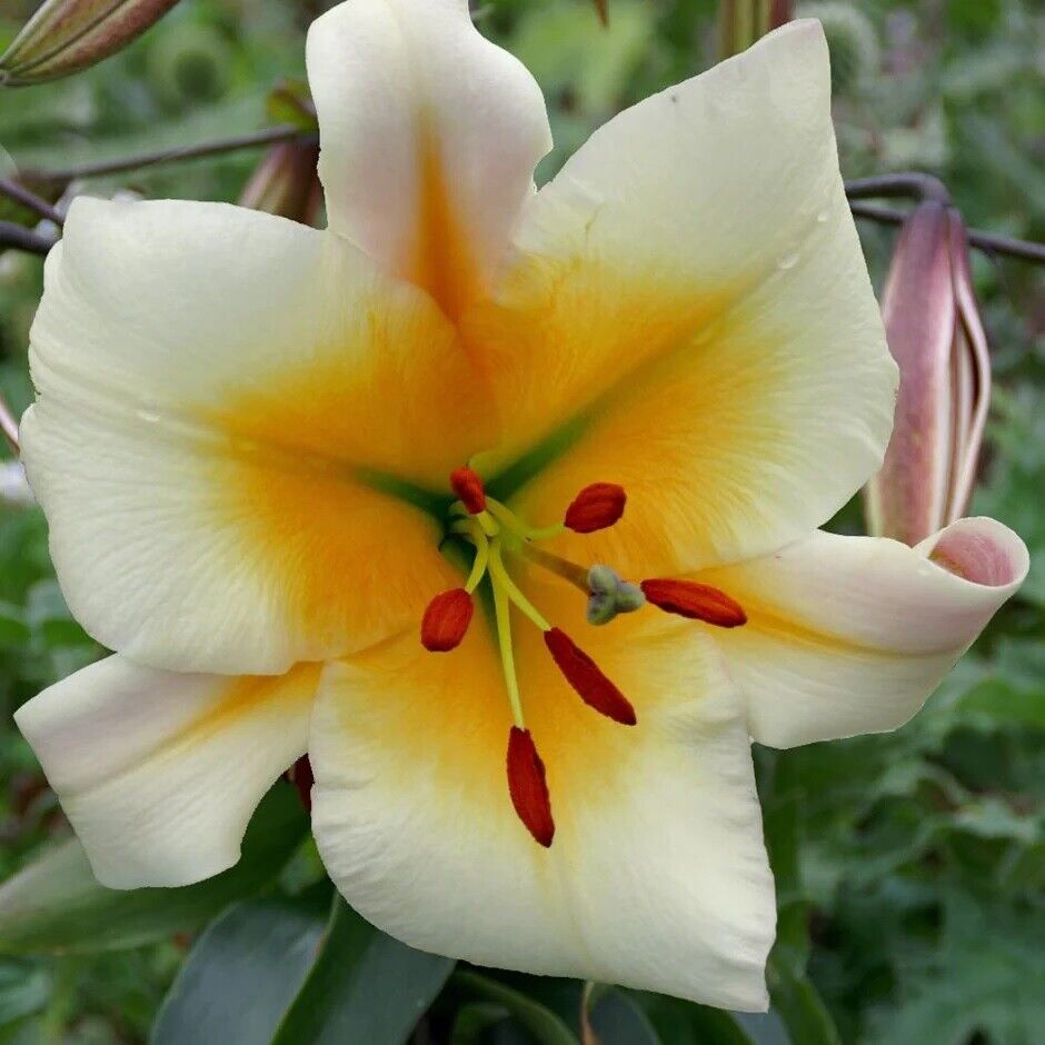 MISS PECULIAR TREE LILY FLOWER BULBS HARDY GROWS 4-6FT.TALL FRAGRANT 11" BLOOMS!