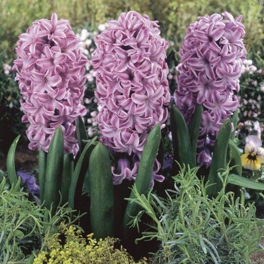 HYACINTH~SPLENDID CORNELIA~JUMBO SIZE FLOWER BULBS POWERFULLY FRAGRANT IN SPRING