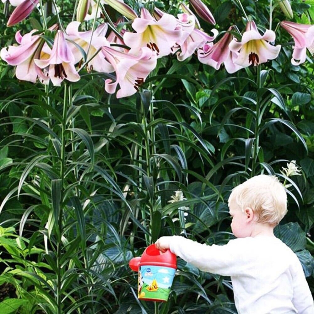 TRUMPET LILY~EASTERN MOON~ FLOWER BULBS GROWS 4-6FT.TALL FRAGRANT 8" SUMMER BLMS
