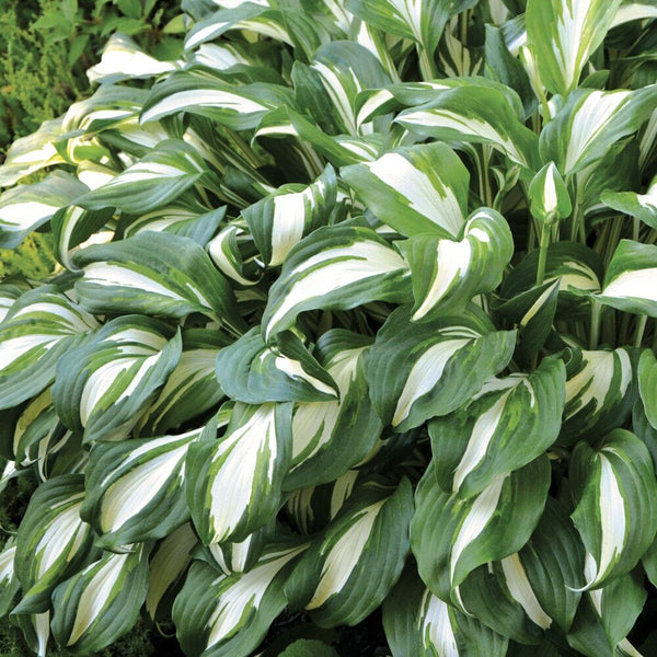 HOSTA 'NIGHT BEFORE CHRISTMAS' HARDY PERENNIAL SHADE PLANT GREEN & WHITE FOLIAGE