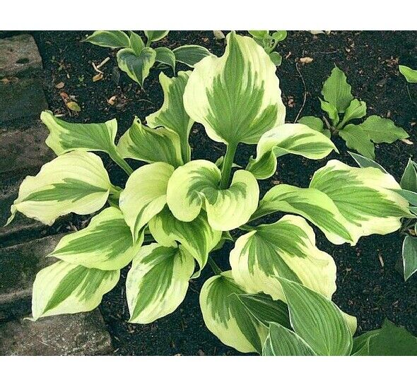 HOSTA 'SILK ROAD' HARDY PERENNIAL SHADE PLANT WHITE PLANTAIN LILY HUMMINGBIRDS!!