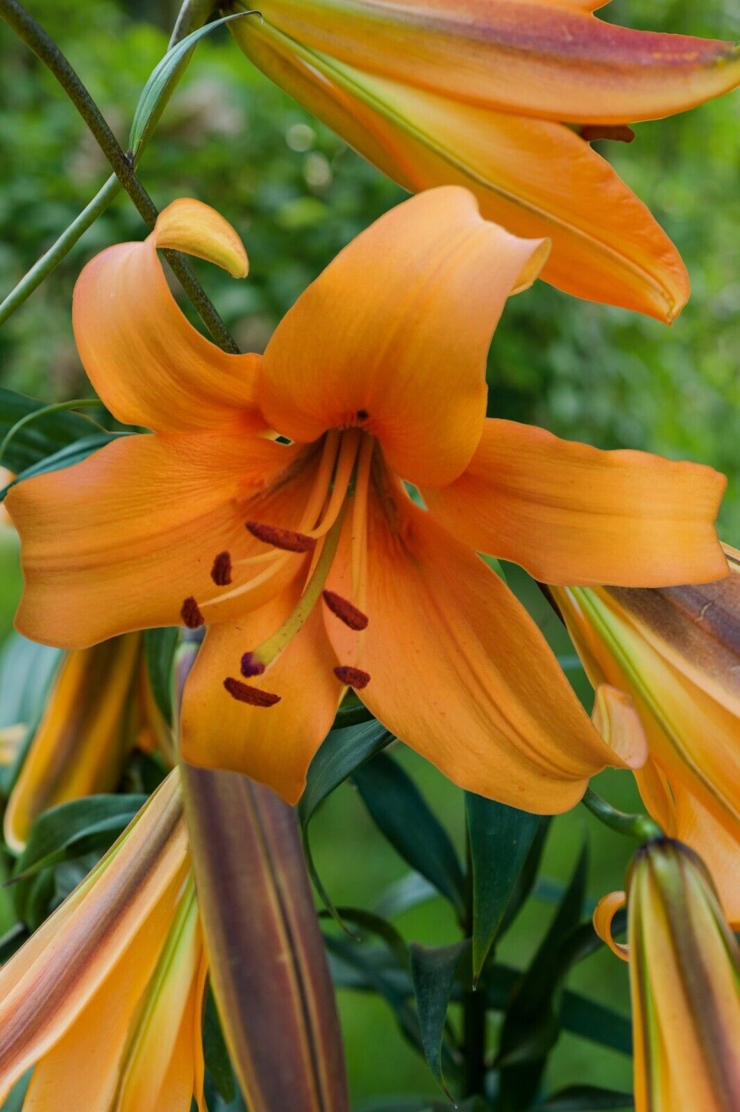 ORANGE SPACE ~TREE LILY~ FLOWER BULBS HARDY 4-8 FT. TALL GIANT FRAGRANT BLOOMS!