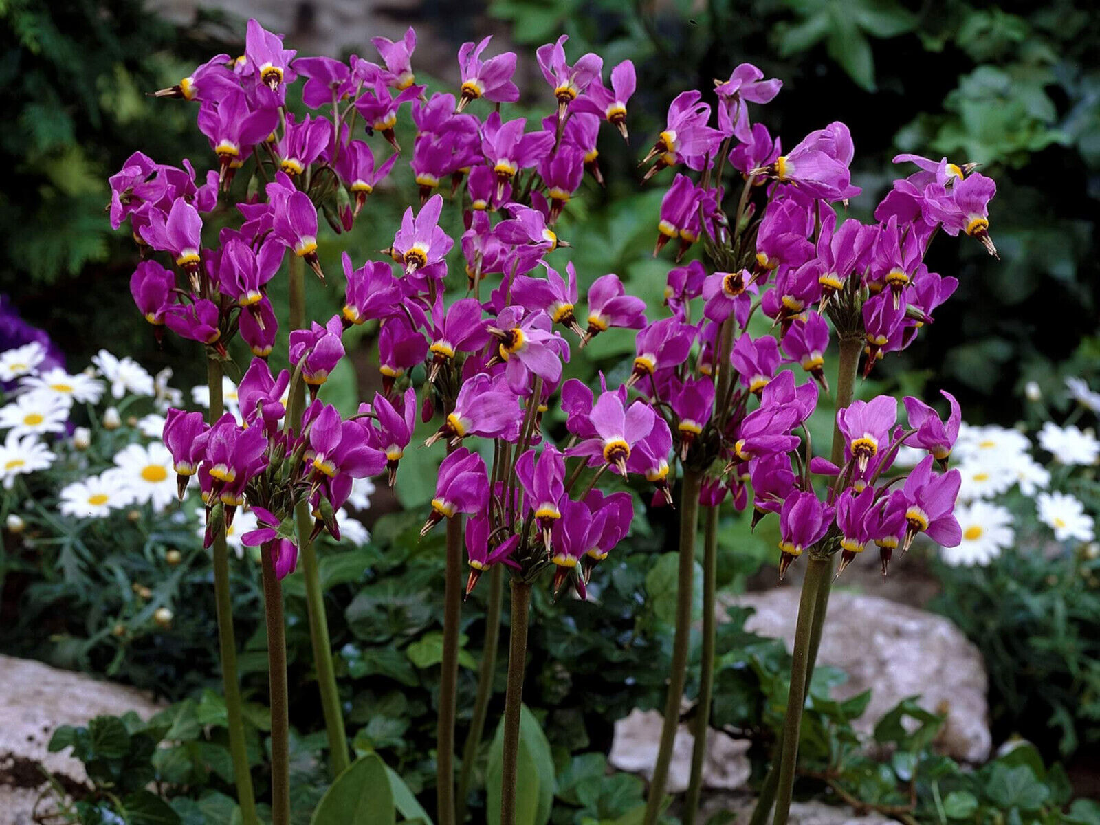 DODECATHEON MEADIA~SHOOTING STAR~HARDY PERENNIAL PLANT WOODLAND GARDEN SHADE