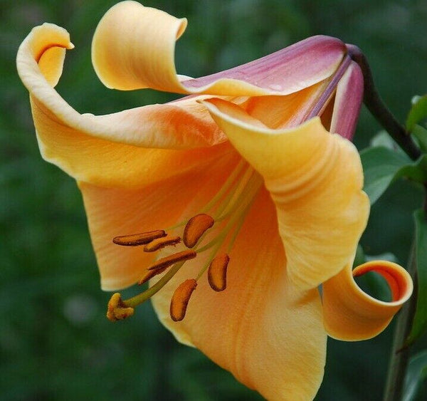 AFRICAN QUEEN TRUMPET LILY FLOWER BULBS HARDY 4-6 FT. TALL GIANT FRAGRANT BLOOMS