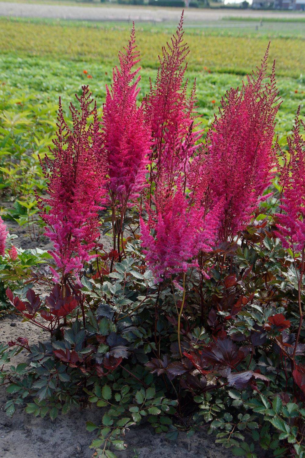 ASTILBE~MIGHTY CHOCOLATE CHERRY~HARDY PERENNIAL SHADE PLANT~2-3 EYE BARE ROOT!!!