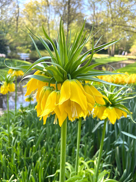 CROWN IMPERIAL LILY~FRITILLARIA IMPERIALIS 'LUTEA'~FLOWER BULBS HARDY PERENNIAL!