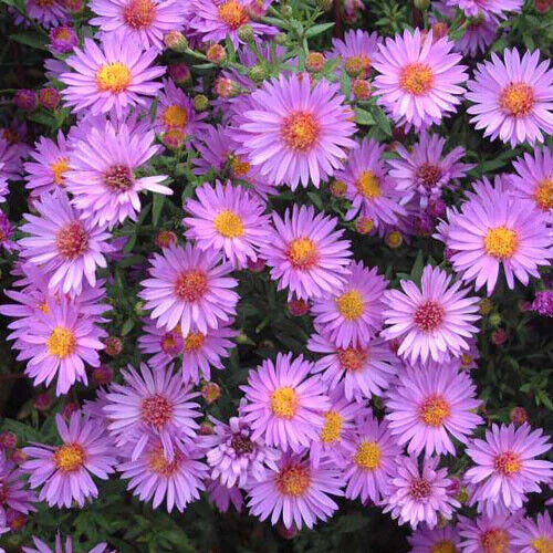 ASTER~WOODS PINK~LIVE PLANT~HARDY PERENNIAL FLOWERS~LATE-SUMMER THRU FALL BLOOM!