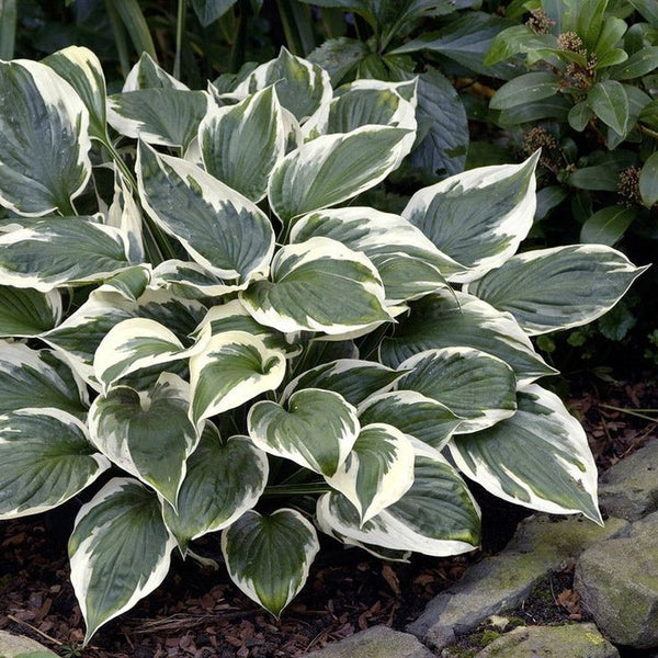 HOSTA 'MINUTEMAN' HARDY PERENNIAL SHADE PLANT - THE BEST GREEN & WHITE FOLIAGE!!