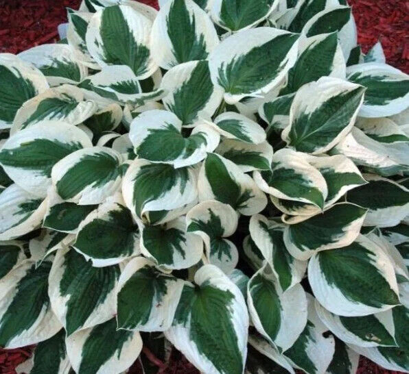 HOSTA 'PATRIOT' HARDY PERENNIAL SHADE PLANT FOLIAGE LAVENDER HUMMINGBIRD LILY