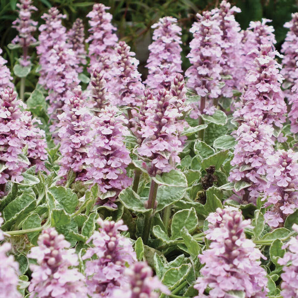 AJUGA~PINK LIGHTNING~~LIVE PLANT~VARIEGATED GROUND COVER HARDY PERENNIAL BLOOMS